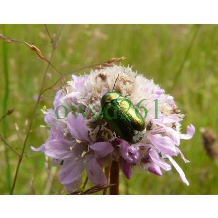 Cryptocephalus sericeus (Linnaeus, 1758) Zmróżka złotawa